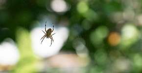 Diga adeus às aranhas da sua casa com estas plantas