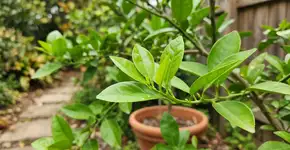 Limoeiro: como dar adeus às folhas enrugadas usando um dente de alho