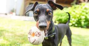 Foto: (Imagem sem texto alternativo disponivel ID [2615810])