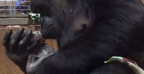 Vídeo: mamãe gorila beija e embala filho recém-nascido