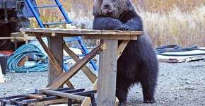 Ursos fazendo coisas de seres humanos