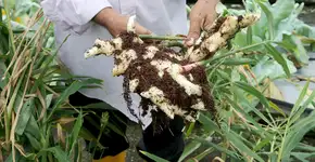 Gengibre pode ser aliado contra doenças inflamatórias intestinais, aponta estudo