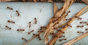 O que significa ter formigas dentro de casa, segundo cientistas