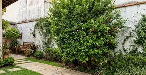 As 3 árvores ideais para plantar perto de muros: crescem rápido e garantem privacidade sem invadir o vizinho