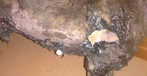 Vira-lata Brad Piche se recupera após 1 ano de tratamento