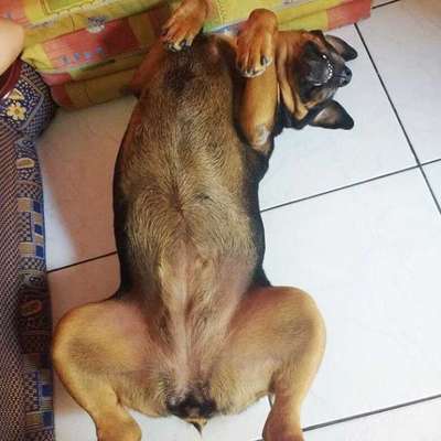 Veja alguns dos cães e gatos que já estão participando do #MostreABarriguinha!