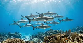 Os tubarões “fazem amigos” e mantêm relações sociais, desafiando tudo o que acreditávamos sobre eles