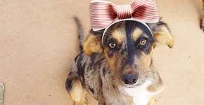 Foto: (Imagem sem texto alternativo disponivel ID [2221685])