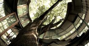 A escola “sem-teto” que foi construída em volta de uma árvore