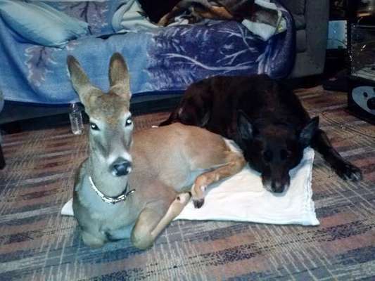 A família afirma que o animal é inofensivo (Reprodução/Jodi Proger)