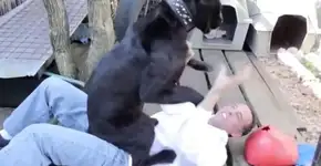 Homem paga para ter ‘experiência’ com pantera e acaba no hospital