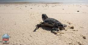 Ajude a evitar que as tartarugas marinhas entrem em extinção