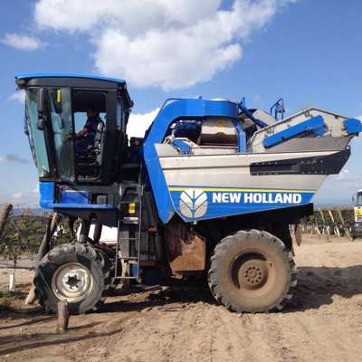 Na colheita com máquinas a precisão é menor, folhas e outros resíduos podem se misturar com as uvas. 