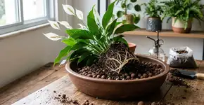 Como transplantar corretamente um lírio-da-paz em casa