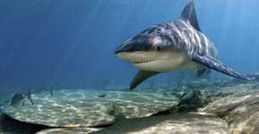 Foto: (Imagem sem texto alternativo disponivel ID [474957])