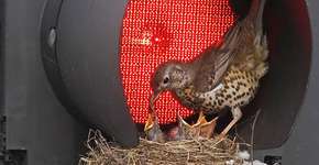 Veja 10 ninhos de pássaros feitos em lugares inusitados