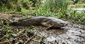 Foto: (Imagem sem texto alternativo disponivel ID [2776511])