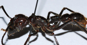 Experiência extrema: picada mais dolorosa do mundo é insuportável