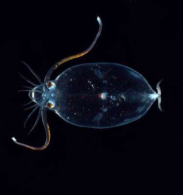 A lula de vidro usa sua falta de cor para viver em águas parcialmente iluminadas escondidas dos predadores.