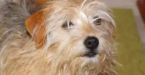 Voluntários alimentam animais separados de tutores na China