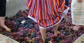 Vinícola em São Roque prepara pisa de uvas só para crianças