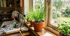 Como cultivar cebolinhas em casa e apreciá-las durante todo o ano