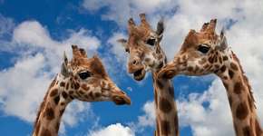 Especialistas alertam: girafas enfrentam uma extinção silenciosa