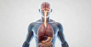 O que significa as “borboletas no estômago” que sentimos quando estamos nervosos