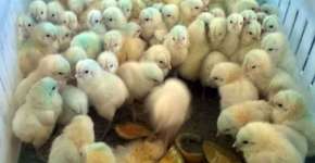 Criatividade evitou morte de 30 mil pintinhos durante greve