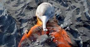 Nova espécie de golfinho é descoberta no rio Araguaia