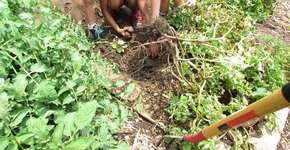 Foto: (Imagem sem texto alternativo disponivel ID [1612672])