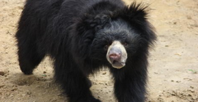 Foto: (Imagem sem texto alternativo disponivel ID [1083556])