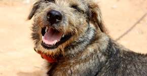 O cachorro preferido dos brasileiros é o… vira-lata