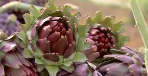 São Roque (SP) celebra colheita da alcachofra com festa