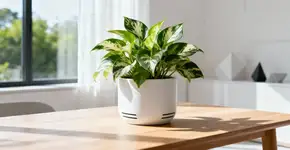 Empresa francesa cria jiboia capaz de transformar substâncias tóxicas em açúcar inofensivo