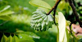 Estudo revela que atemoia ajuda na prevenção do câncer; entenda