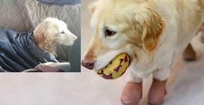 Cão que perdeu as 4 patas em matadouro é adotado e vive feliz