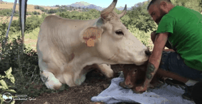 Vaca resgatada dá à luz em santuário e agradece ao seu salvador