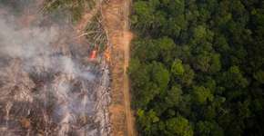 O que deveria ser feito para atingir desmatamento zero no Brasil