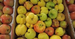 À margem das prateleiras: legumes e frutas “feias” protagonizam campanha contra desperdício