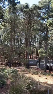 Obras do Terra dos Dinos começaram neste mês e inauguração está prevista para maio de 2026