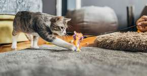 Foto: (Bogdan Stanojevic/istock)