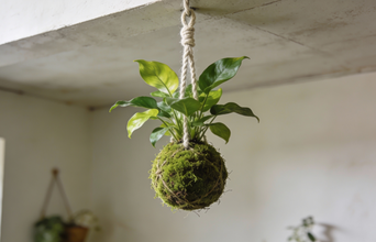 Secondary news: Como criar sua própria kokedama mística passo a passo