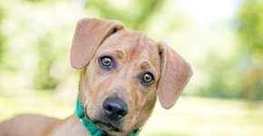 Cães entendem o que você fala, mostram cientistas