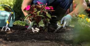 Aprenda a plantar com o app Plantin