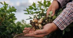 Amendoim na alimentação pode ajudar a reduzir o risco de depressão