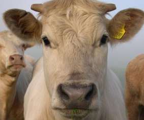 A criação de carne para alimentação torna cada vez maior o problema com a falta d’água. – Foto: One Gorgeous Cow on Wiki Commons