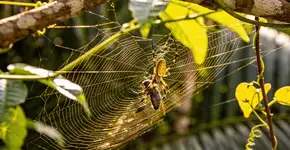 Foto: (Imagem sem texto alternativo disponivel ID [2726514])