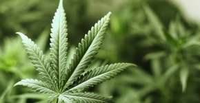 Estudo mostra que maconha tem efeito afrodisíaco