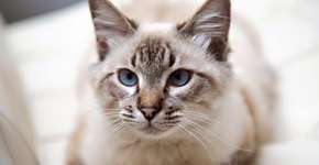 Foto: (Imagem sem texto alternativo disponivel ID [1868850])